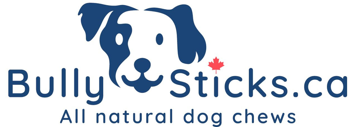 ODOURFREE 12" Standard Bully Sticks for Dogs (10 Pack) Dental Chew - Rawhide Free - Supports Dental Hygiene - Single Beef Ingredient - Consistent Size - Canadian Company ๐ All In One Marketplace Canada
