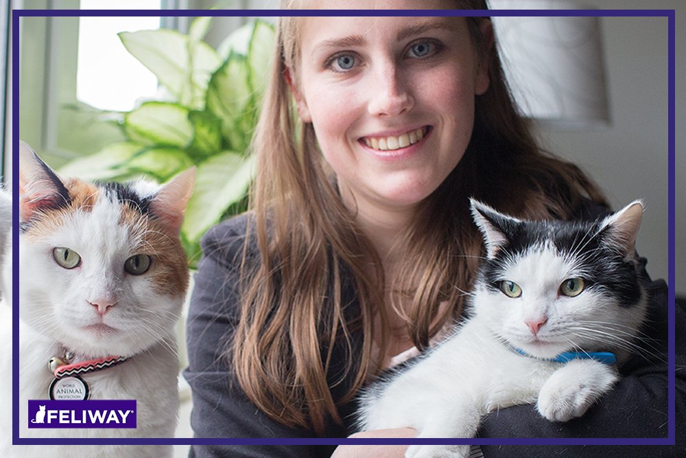 FELIWAY Friends Diffuser Refill Value Pack, Promotes harmony between cats in multi-cat households, VHP Registered NN.X7C2, includes 3 Refills, Lasts 90 Days, Cat Calming Pheromones, 3 x 48ml ๐ All In One Marketplace Canada