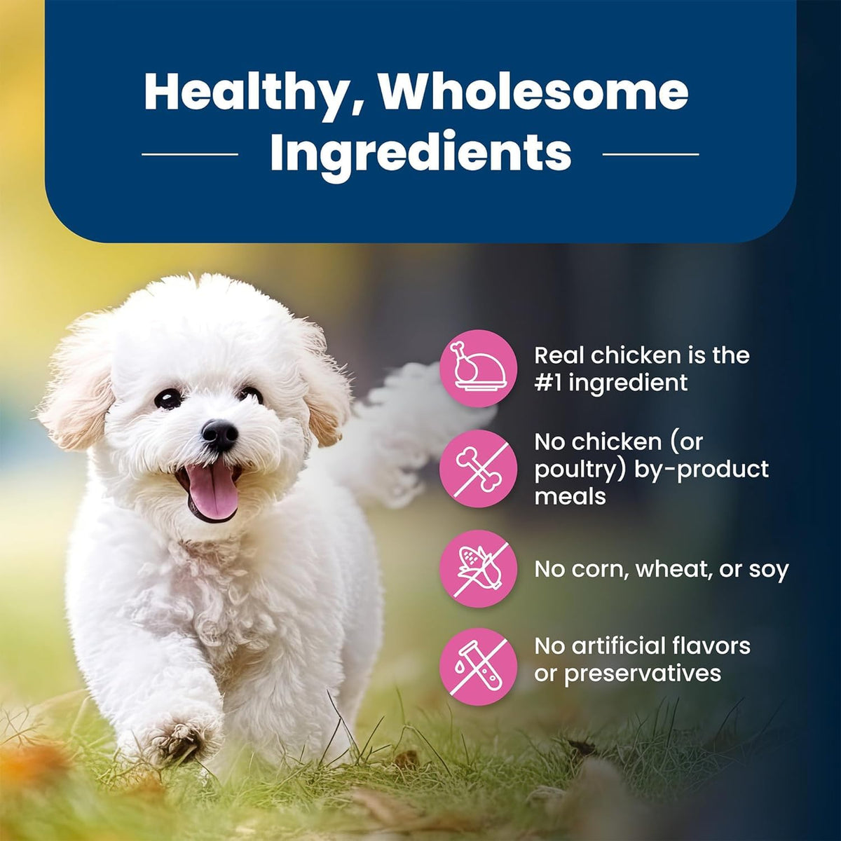 Blue Buffalo Life Protection Formula Small Breed Dog Food Natural Dry Dog Food for Adult Dog Chicken and Brown Rice 6 lb. Bag Small Bag ๐ All In One Marketplace Canada