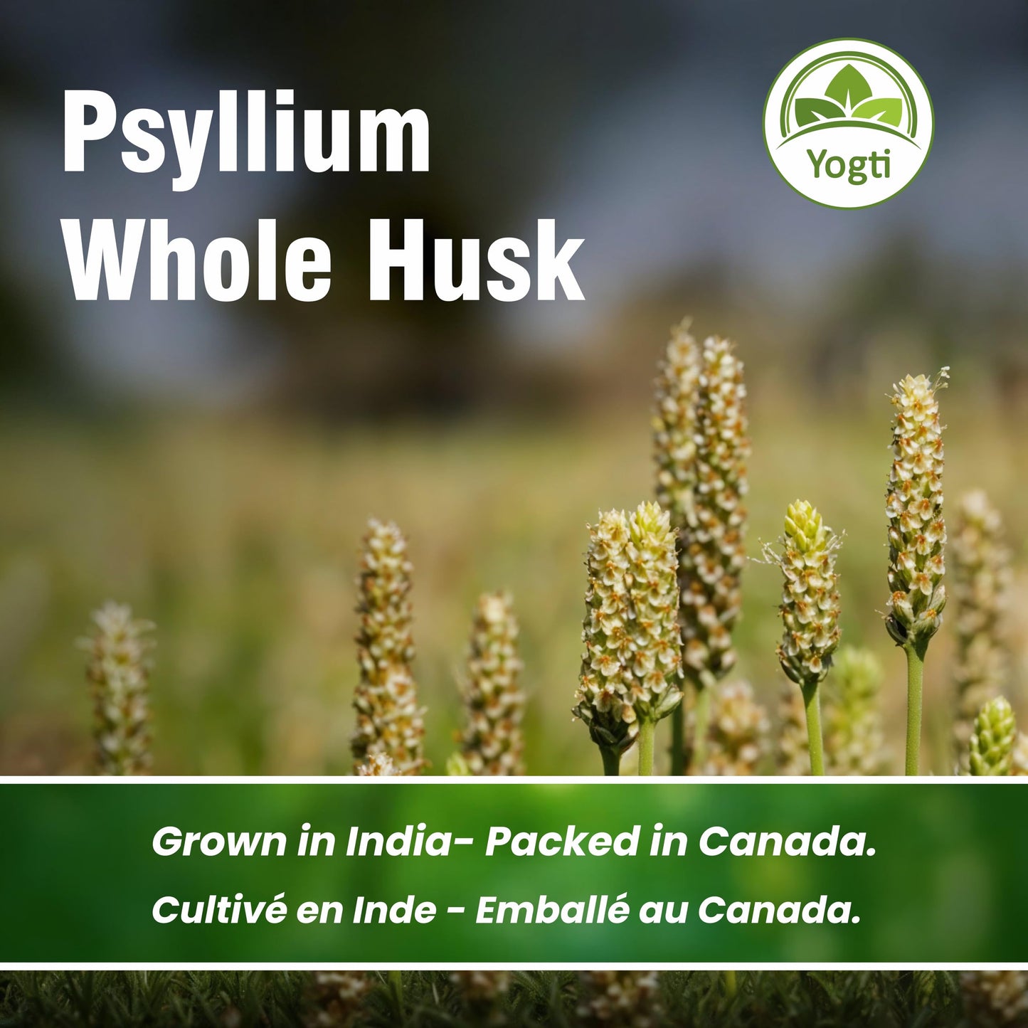 Yogti Whole Psyllium Husk, 912 g ๐ All In One Marketplace Canada