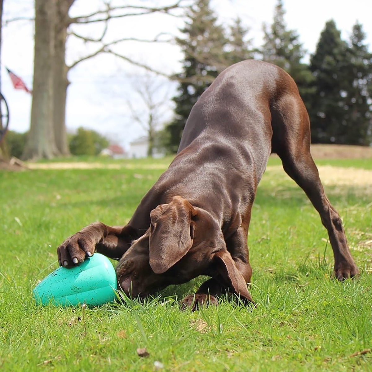 Chew King Premium Treat Dog Toy, XL, Extremely Durable Natural Rubber Toy, Pack of 2, All Breed Sizes π All In One Marketplace Canada