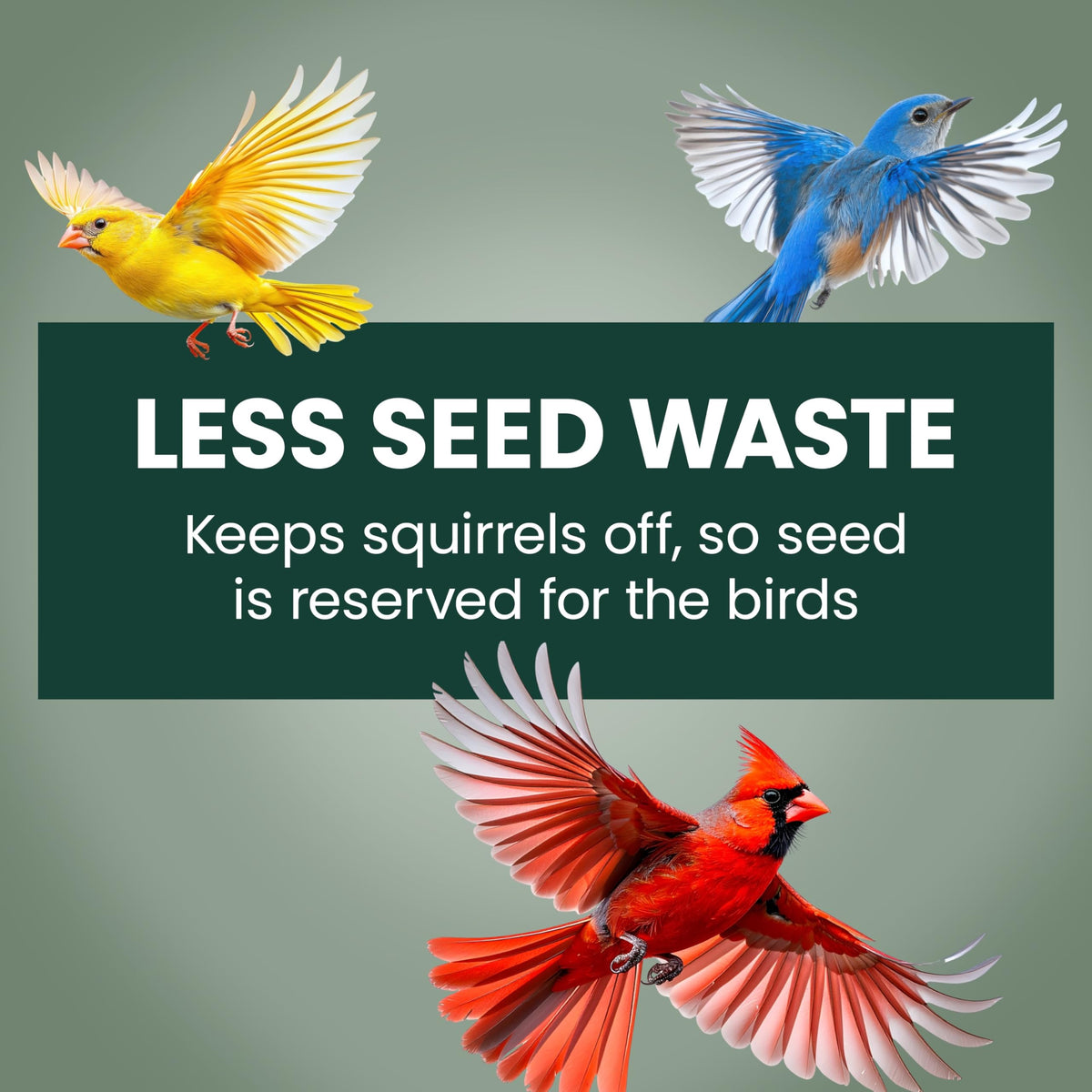 Perky-Pet 336-1SR Squirrel-Be-Gone Bird Feeder, 2LB Squirrel Proof Outdoor Wild Bird Feeder with Weight-Activated Perches ๐ All In One Marketplace Canada