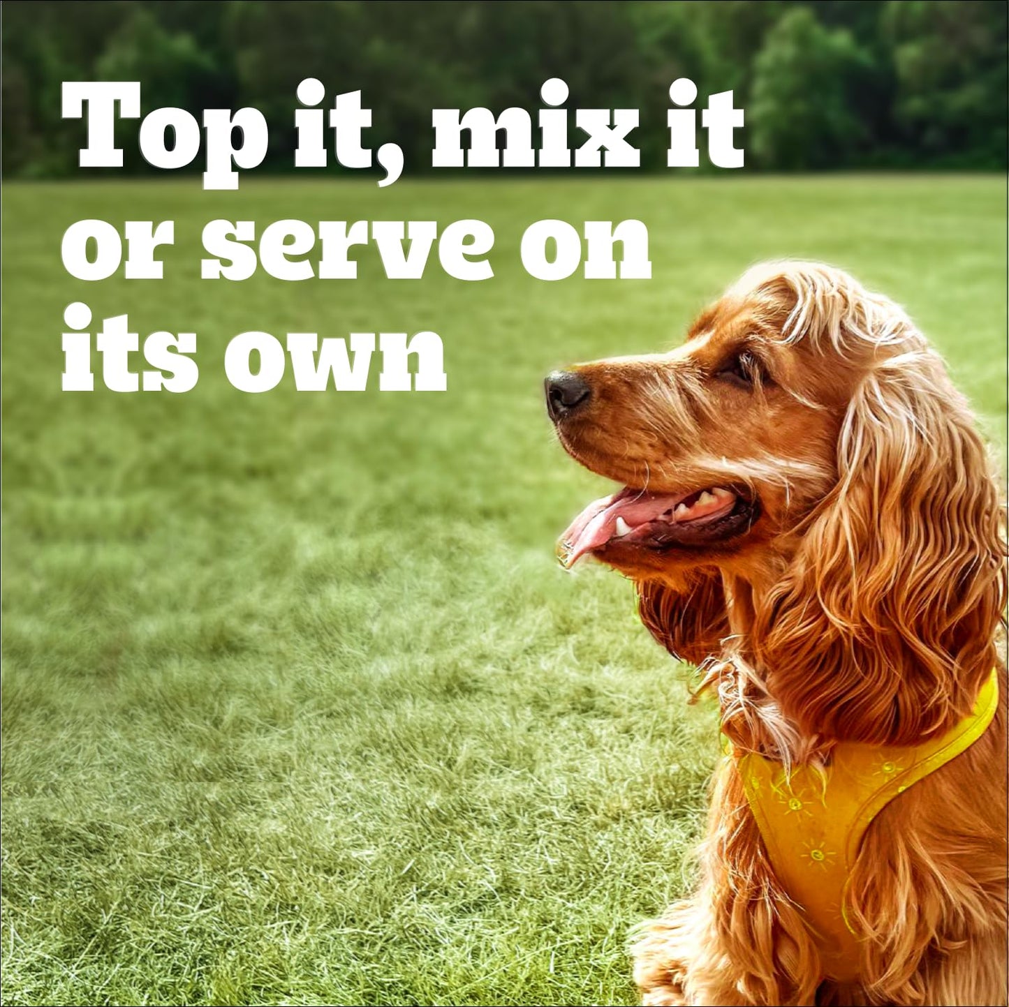 PEDIGREE Chopped Wet Dog Food Chicken Dinner, 375g Can (12 pack) ๐ All In One Marketplace Canada