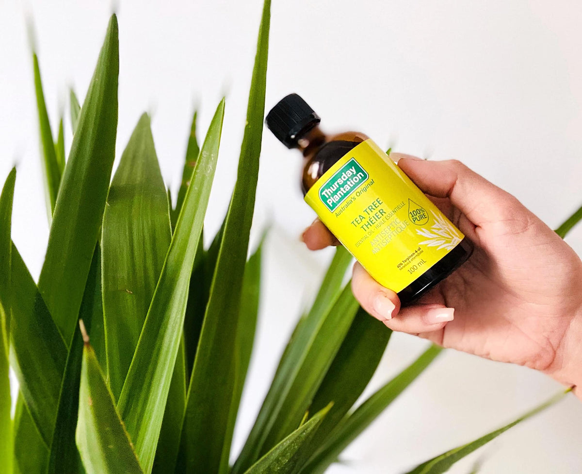 Thursday Plantation 100% Pure Tea Tree Oil - Ideal for Minor Cuts, Abrasions, Insect Bites, Stings, and Skin Irritations - Essential Oil - Versatile Oil for Home Use and Personal Care - 100ml size ๐ All In One Marketplace Canada