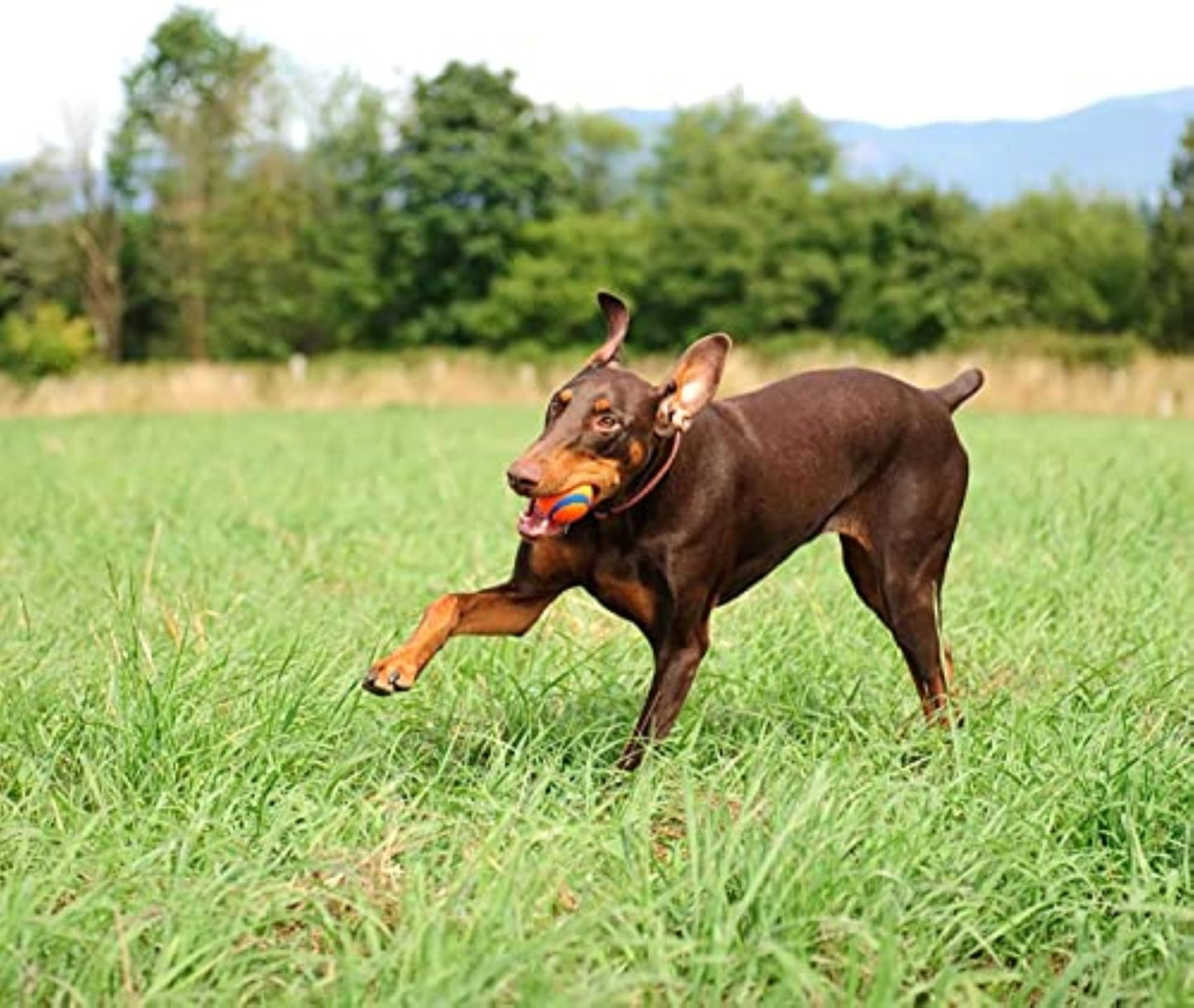 Chuckit! Ultra Ball Fetch Toy for Dogs, Medium Size 8 Pack with Cleaning Bucket ๐ All In One Marketplace Canada