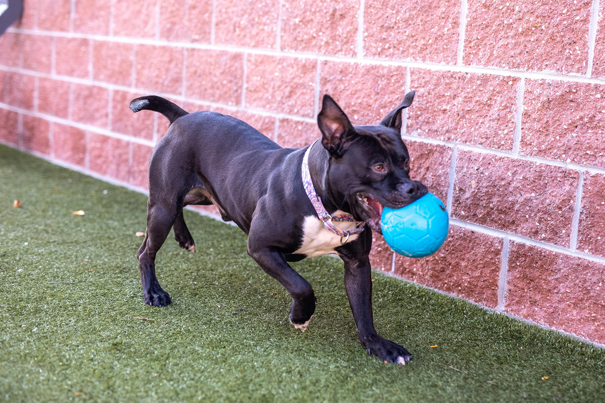 Jolly Pets 8" Soccer Ball, Ocean Blue, Large/X-Large ๐ All In One Marketplace Canada