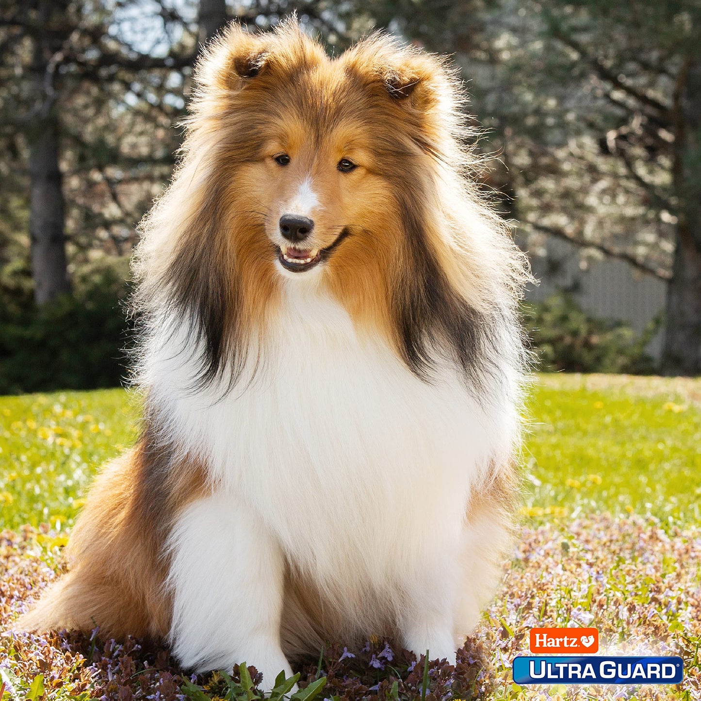 UltraGuard Pro Topical Flea & Tick Prevention for Dogs and Puppies - 6-14, 3 Monthly Treatments ๐ All In One Marketplace Canada