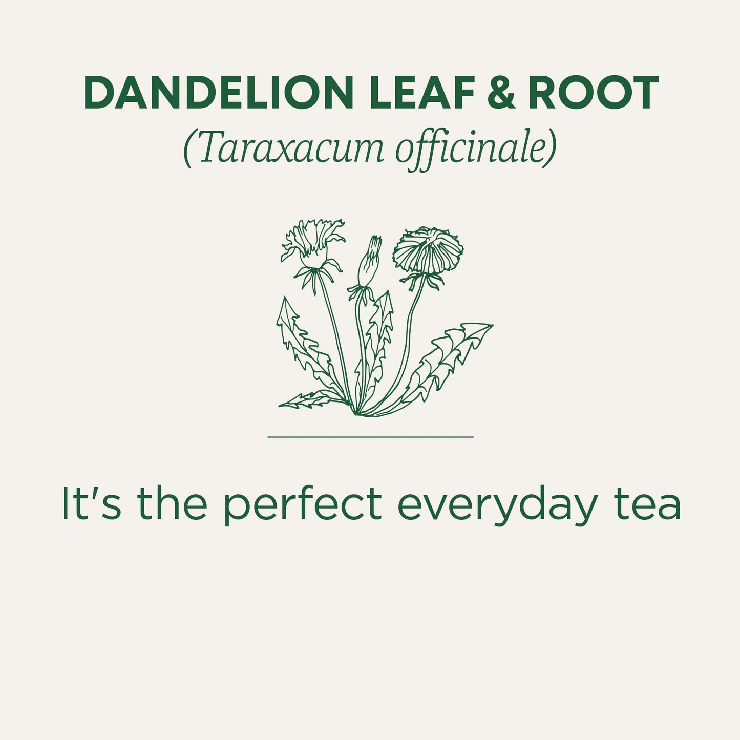 Traditional Medicinals - Organic Dandelion Leaf and Root Herbal Tea (Pack of 6) - 96 Tea Bags Total 🍁 All In One Marketplace Canada