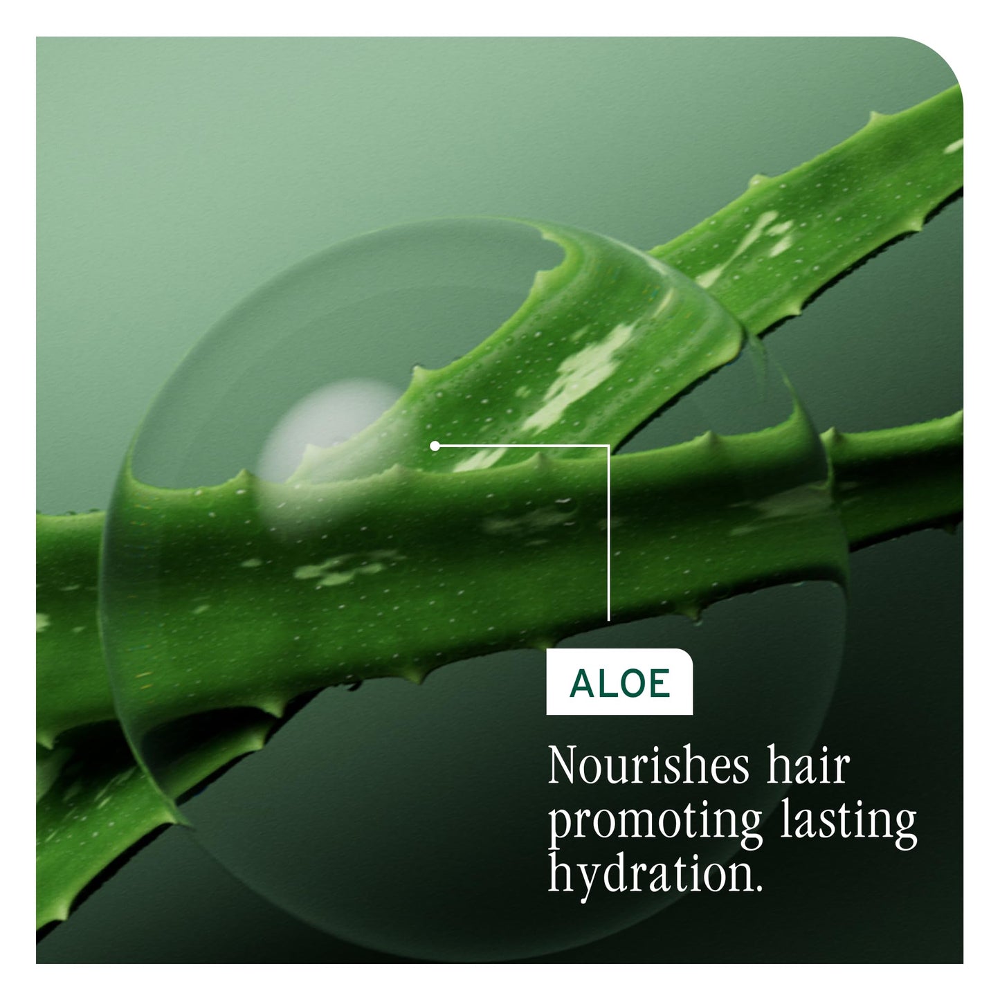 Biolage Shampoo, HydraSource Hydrating Shampoo for Dry Hair, With Aloe, Nourishing and Moisturizing, Weightless Shampoo, Silicone Free, Paraben Free, Vegan 🍁 All In One Marketplace Canada