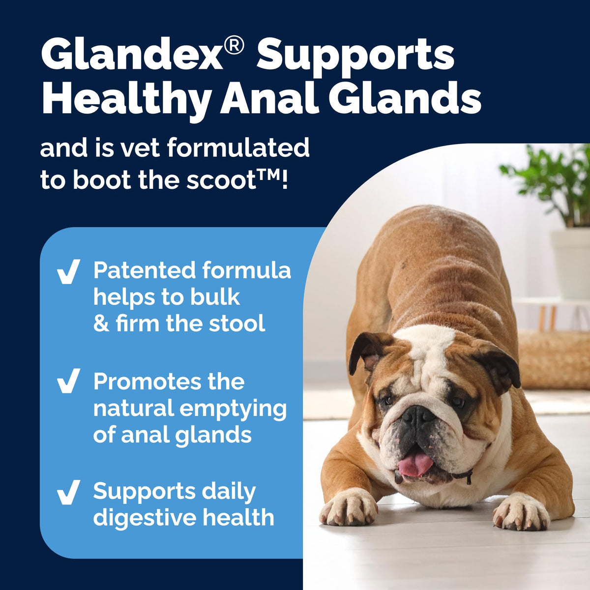 Glandex Anal Gland Soft Chew Treats with Pumpkin for Dogs Chews with Digestive Enzymes, Probiotics Fiber Supplement for Dogs – Vet Recommended - Boot The Scoot (Peanut Butter, 120ct Chews) 🍁 All In One Marketplace Canada