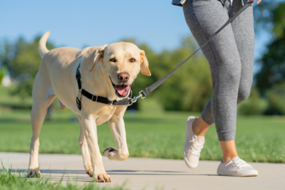 PetSafe Easy Walk Harness, No Pull Harness for Dogs, Adjustable Harness with Included Matching Lead, Black, Large 🍁 All In One Marketplace Canada