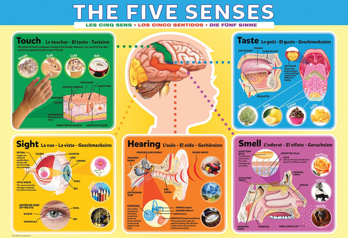 Eurographics The Five Senses 200-Piece Puzzle - Ages 6+