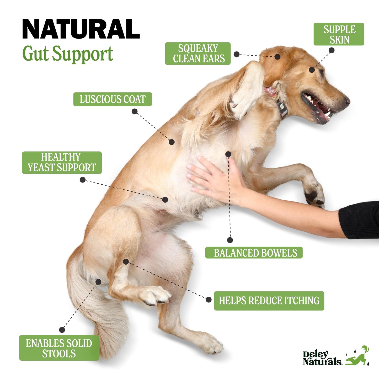Deley Naturals Probiotics for Dogs - Dog Probiotics Chewable with 6 Digestive Enzymes & 4 Billion CFUs - Probiotic Chews for Dogs Gut Health Diarrhea & Digestion - Digestive Balance Dog Supplements 🍁 All In One Marketplace Canada
