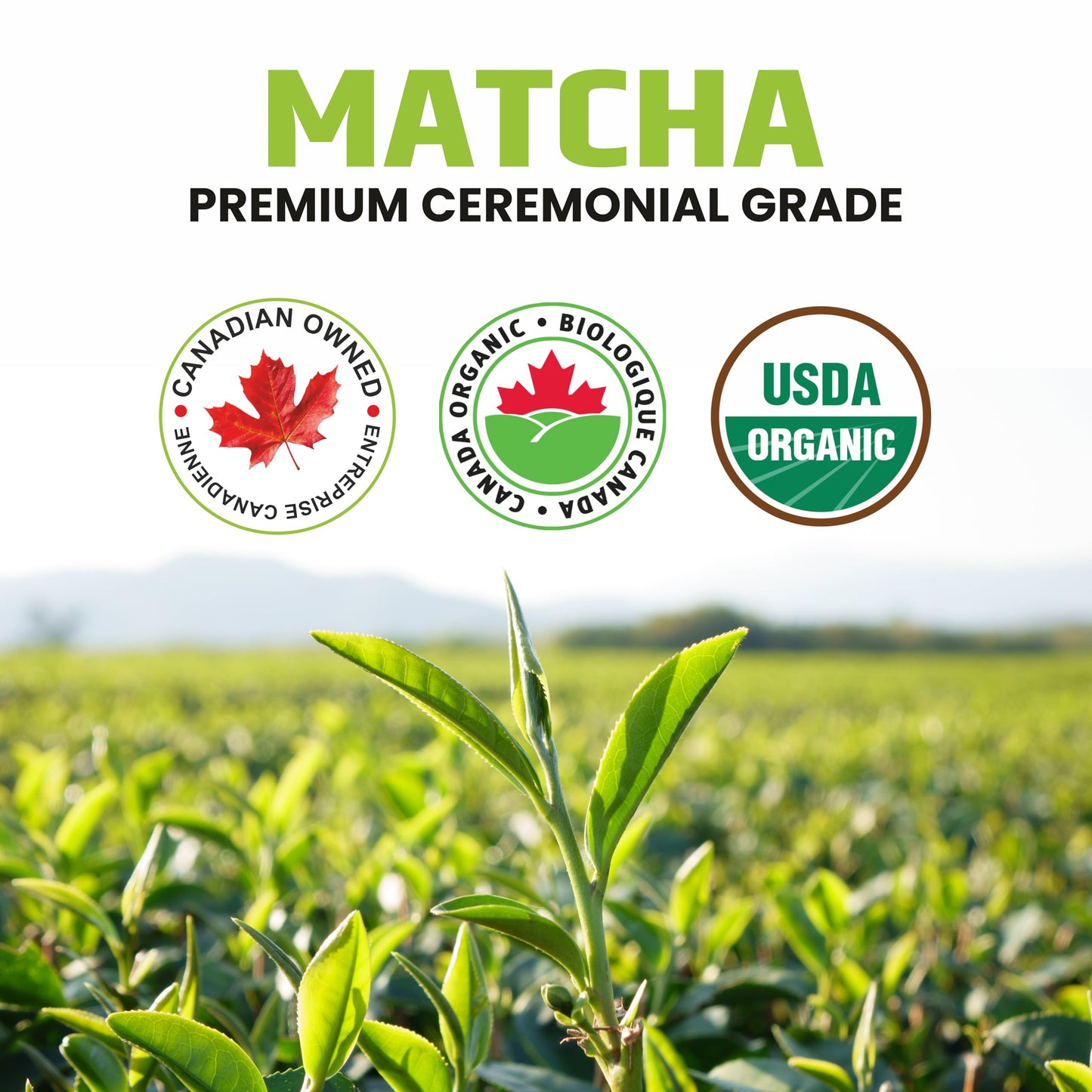 Organic Matcha Green Tea Powder – Ceremonial Grade – 50g Tin | Premium Japanese Green Tea | Smooth & Vibrant | Superfood for Lattes, Smoothies & Baking 🍁 All In One Marketplace Canada