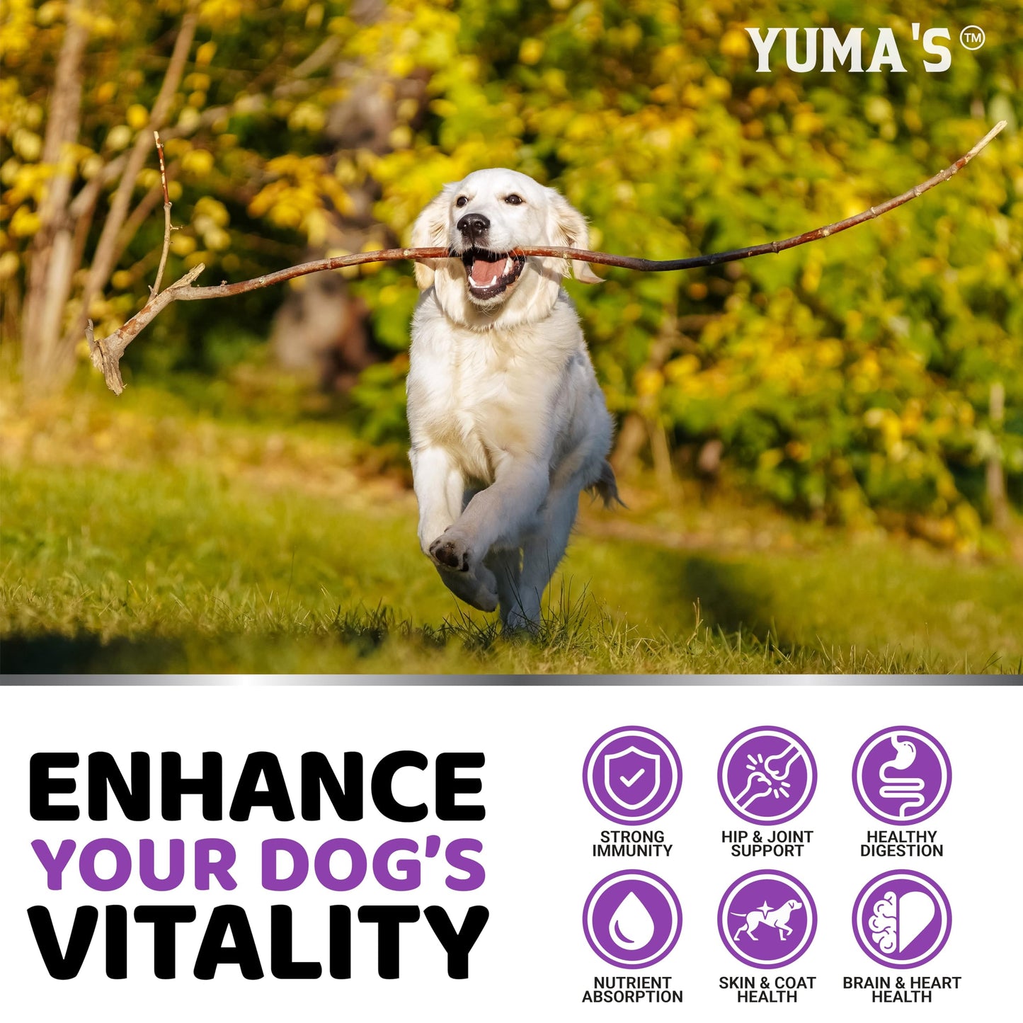 Dog Multivitamin Chewable with Glucosamine - 170 Chews - Dog Vitamins and Supplements 23 in 1 - Senior & Puppy Multivitamin for Dogs - Hip & Joint Support - Immune Health, Skin, Digestion 🍁 All In One Marketplace Canada
