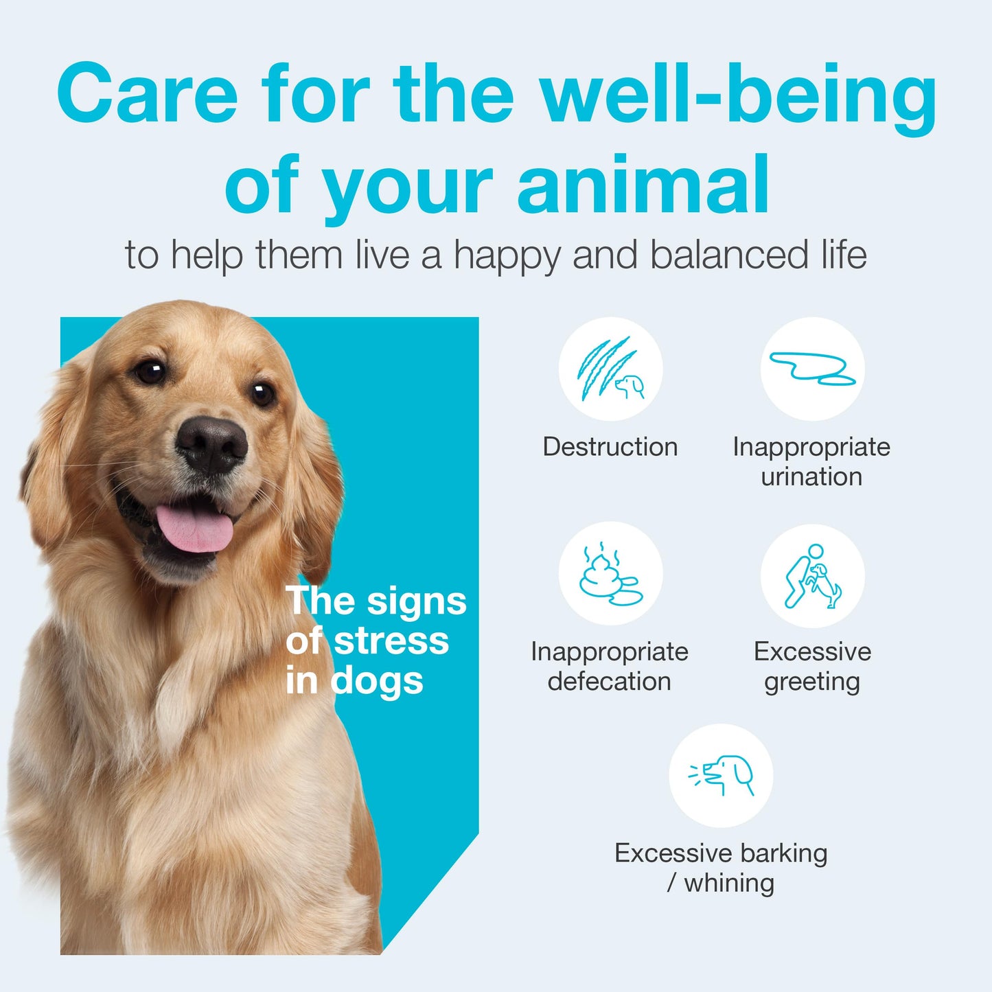 Vetoquinol Zylkene – Veterinary Health Product - Calm and Relaxed Behaviour in Pets During Stressful Events - 75 mg - Cats and Small Dogs - 30 Caps 🍁 All In One Marketplace Canada