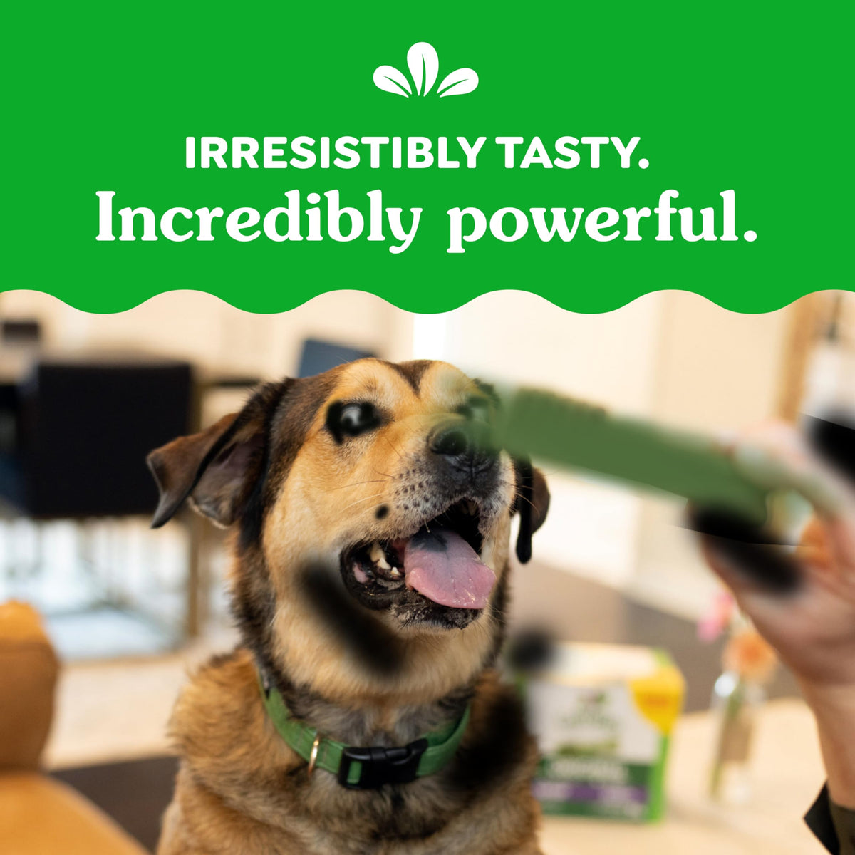 GREENIES Dog Treats Original Large Natural Dental Care, (34 Treats) 54oz. Pack 🍁 All In One Marketplace Canada