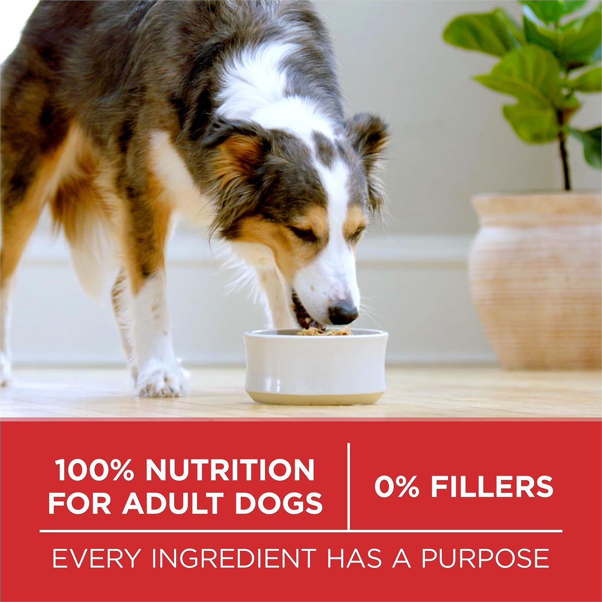 Purina ONE Dry Dog Food, Microbiome Balance Lamb & Rice - 14 kg Bag (1 Pack) 🍁 All In One Marketplace Canada