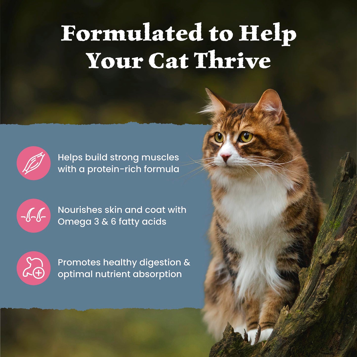 Blue Buffalo Wilderness with Salmon Natural High-Protein Grain-Free Dry Food for Adult Cats, Real Salmon First, Antioxidant-Rich LifeSource Bits Support Immunity, Promotes Strong Muscles, 2.2kg/5 lbs. 🍁 All In One Marketplace Canada