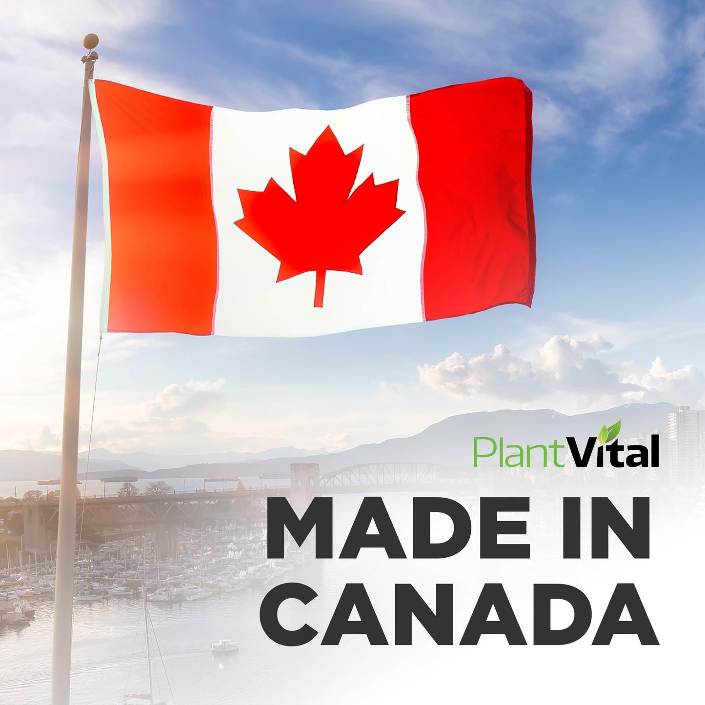 PlantVital Lions Mane - Made in Canada - Max Potency 11,000mg (10:1 Extract) - Organic Lion’s Mane Mushroom Supplements with 40% Polysaccharides - Supports Immune Health and Antioxidants -120 Capsules 🍁 All In One Marketplace Canada