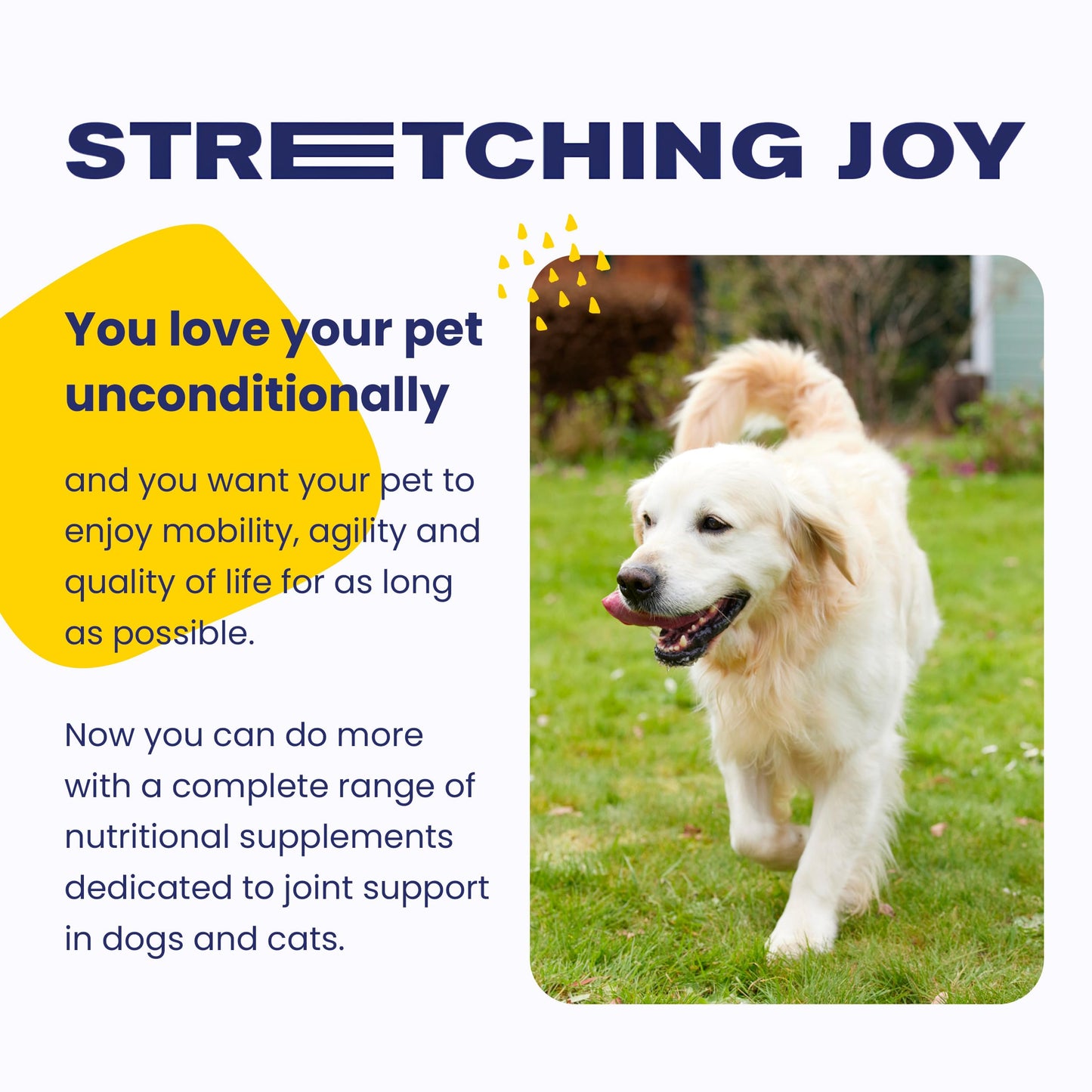Vetoquinol Flexadin Advanced (with boswellia) – Dog Joint Supplement – One Chew a Day for Dogs - 60 Chews 🍁 All In One Marketplace Canada