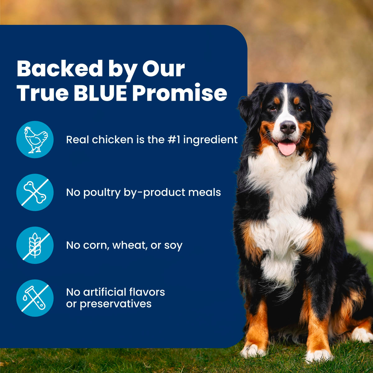 Blue Buffalo Life Protection Formula Chicken & Brown Rice Adult Dry Dog Food, Supports Immunity with Antioxidant-Rich LifeSource Bits, Promotes Healthy Muscle Development, 2.7kg/6lbs 🍁 All In One Marketplace Canada