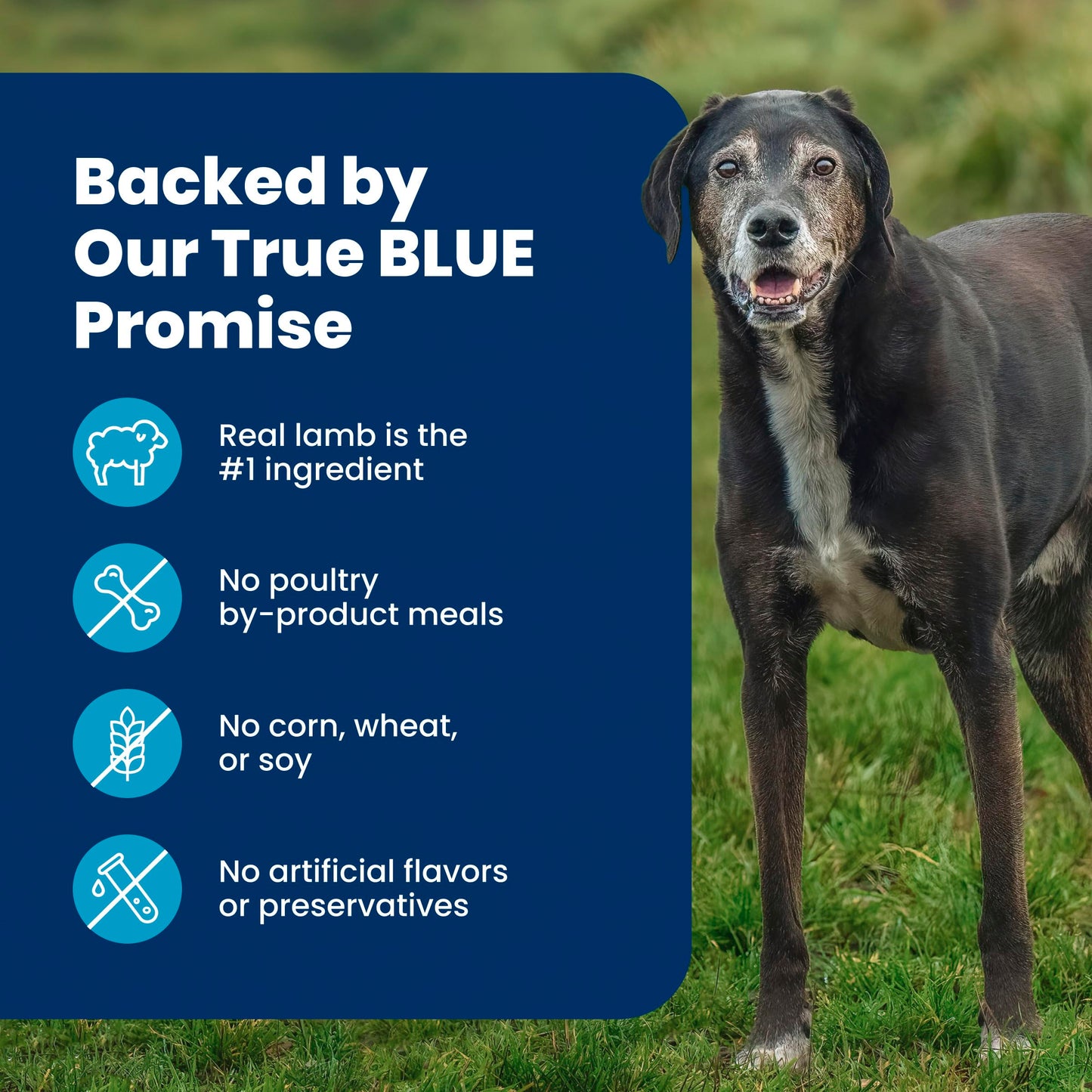 Blue Buffalo Life Protection Formula Lamb & Brown Rice Large Breed Adult Dry Dog Food, Supports Immunity with Antioxidant-Rich LifeSource Bits, Promotes Healthy Muscles, 11.7kg/26lbs 🍁 All In One Marketplace Canada
