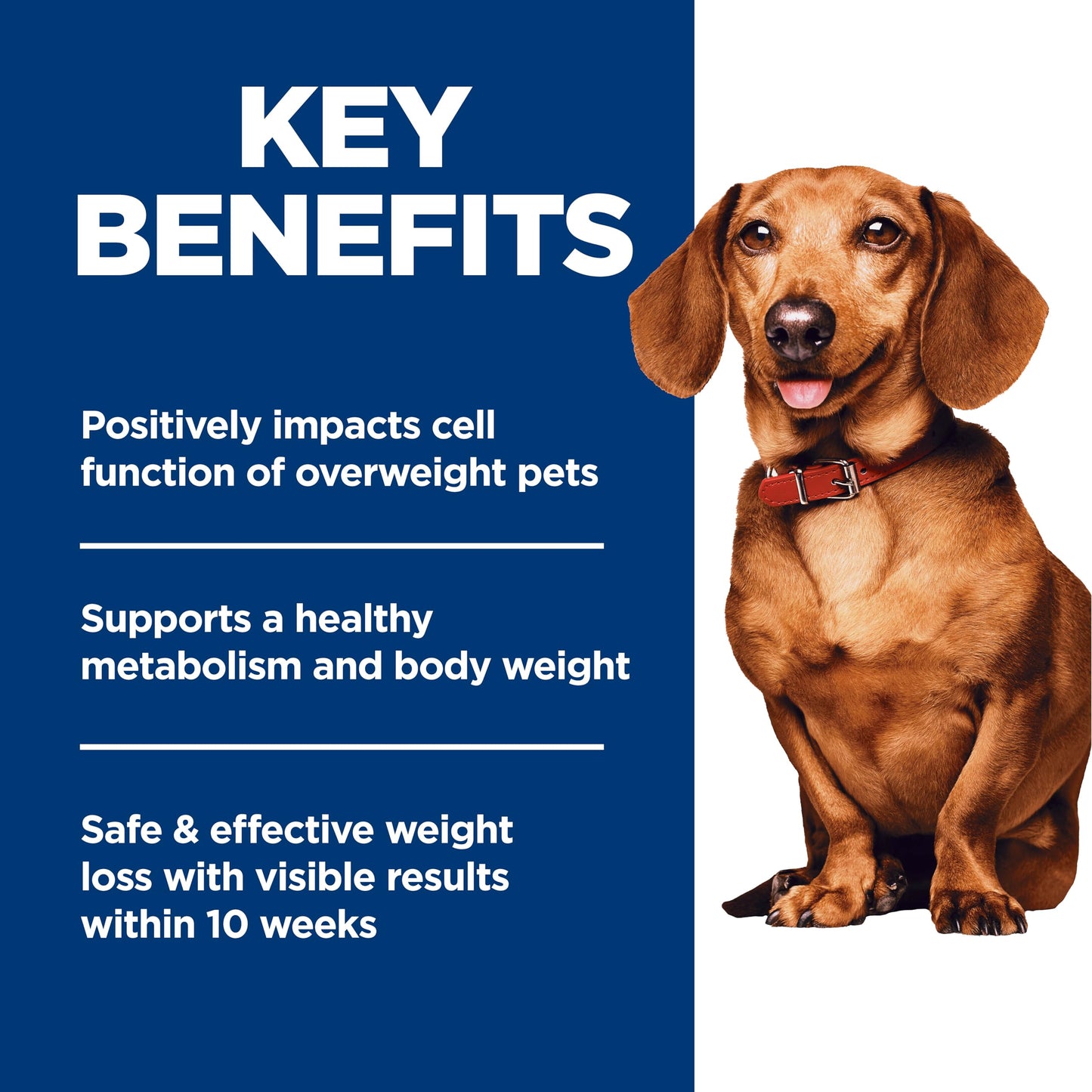 Hill's Science Diet Adult Perfect Weight Small & Mini Chicken Recipe Dry Dog Food 1.81 kg Bag 🍁 All In One Marketplace Canada