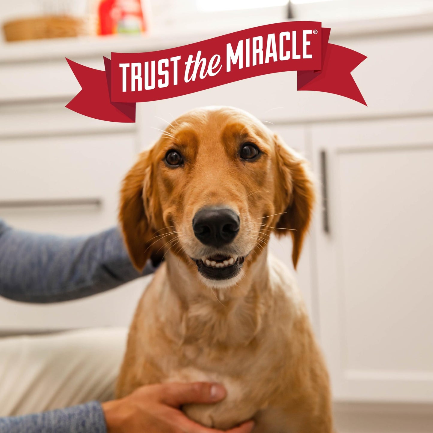 Nature's Miracle Urine Destroyer Plus For Dogs With Flip & Go Sprayer, 64 Ounces, Enzymatic Formula For Dogs Powers Out Tough Dog Urine Messes And Yellow, Sticky Residue 🍁 All In One Marketplace Canada