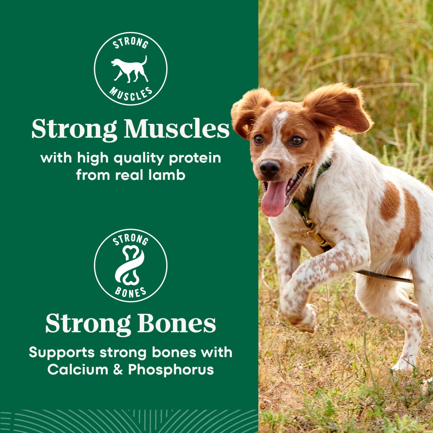 Nutro Natural Choice Adult Dry Dog Food, Lamb Flavour, 2.27kg 🍁 All In One Marketplace Canada