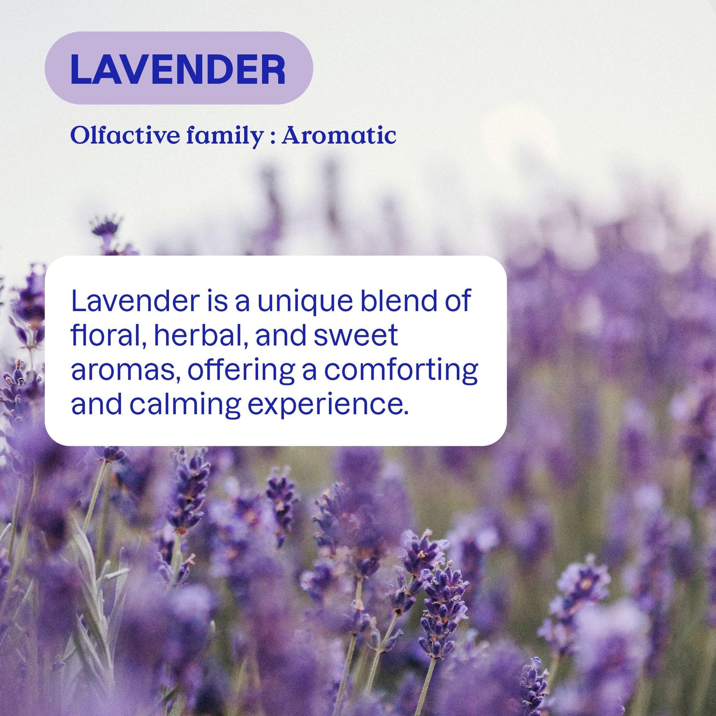 ATTITUDE Liquid Laundry Detergent Refill, EWG Verified, HE Compatible, Plant-Based & Vegan, Natural Laundry Soap, Made in Canada, Lavender Scent, 160 Loads, 4 Liters 🍁 All In One Marketplace Canada