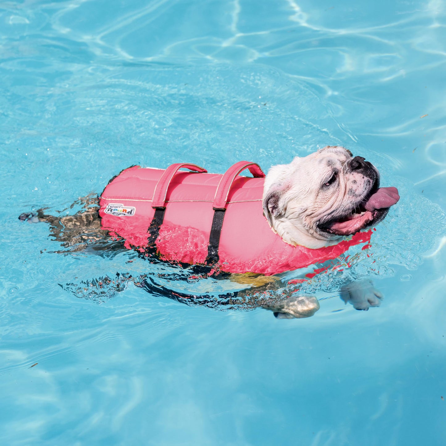 Outward Hound Granby Splash Dog Life Jacket with Handle, Reflective Floating Vest for Swimming & Boating, Maximum Buoyancy, All Skill Levels, Medium Dogs (21–27" Girth), Pink, Medium 🍁 All In One Marketplace Canada