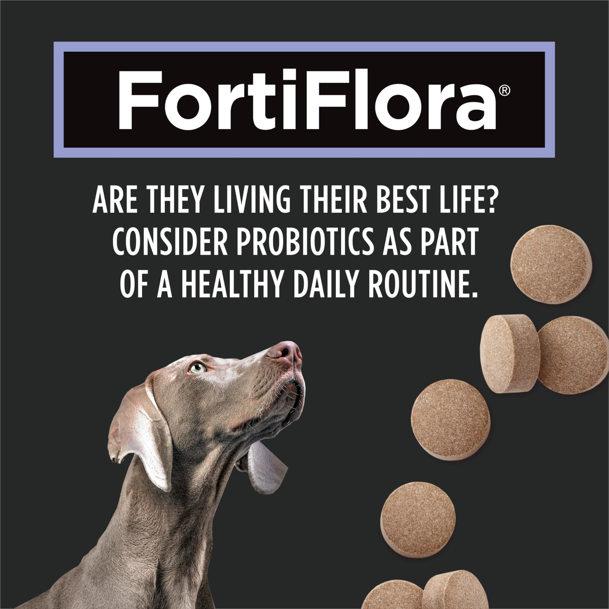 Purina Pro Plan Veterinary Supplements, Dog Probiotic Tablets - 79 g (45 Tablets) 🍁 All In One Marketplace Canada