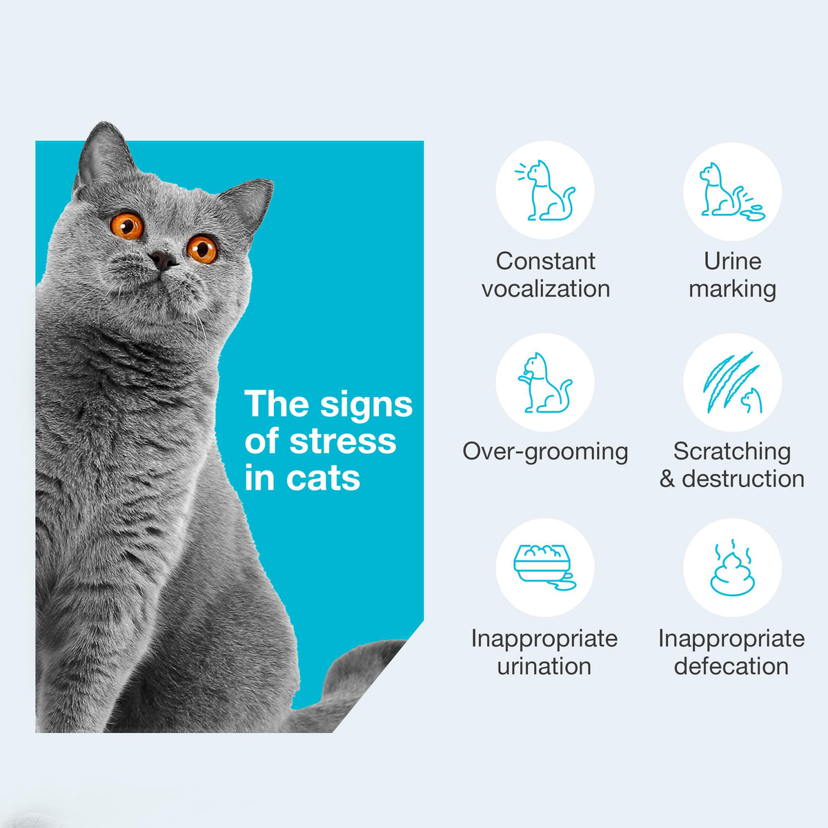 Vetoquinol Zylkene – Veterinary Health Product - Calm and Relaxed Behaviour in Pets During Stressful Events - 75 mg - Cats and Small Dogs - 30 Caps 🍁 All In One Marketplace Canada