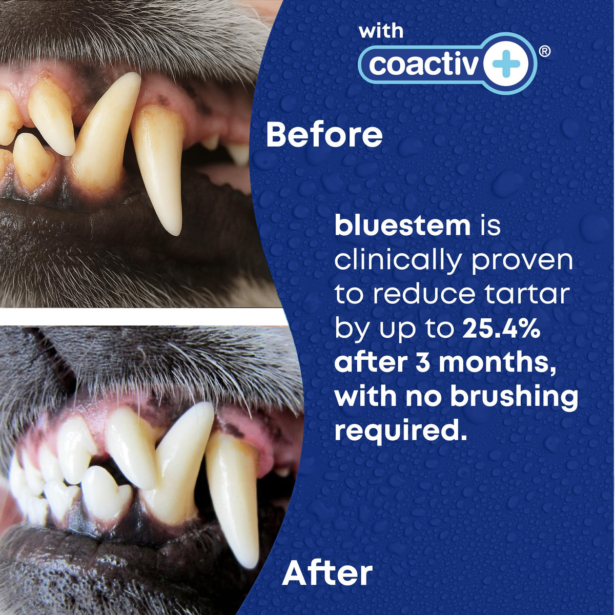 bluestem Dental Care Water Additive for Dogs – No Brushing Daily Teeth Cleaner – Pet Oral Rinse to Freshen Breath & Help Reduce Plaque – Flavorful & Easy Oral Hygiene (500 ml, Vanilla Mint) 🍁 All In One Marketplace Canada