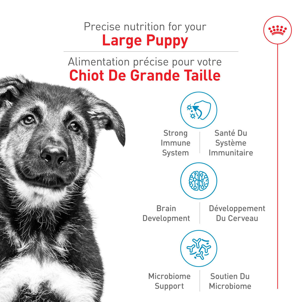 Royal Canin Size Health Nutrition Large Puppy Dry Dog Food, 17 lb Bag 🍁 All In One Marketplace Canada