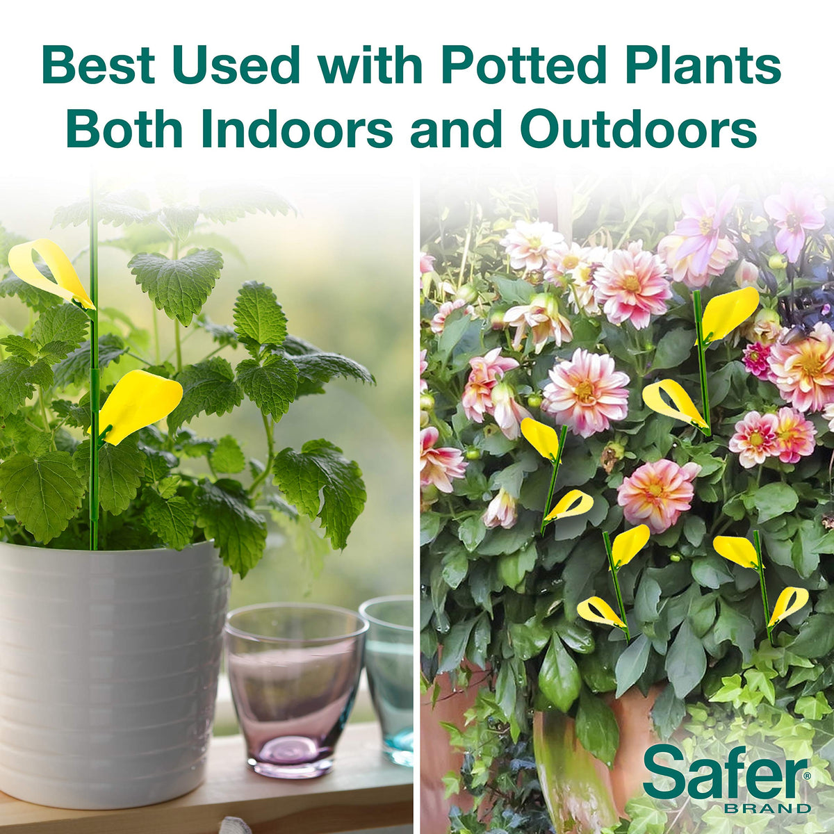 Safer's 07-2122CAN Houseplant Sticky Stake Insect Traps for Indoor Plants - Controls Fungus Gnats, Whiteflies, Midges, Thrips, Fruit Flies, and Black Flies - 12 Traps 🍁 All In One Marketplace Canada