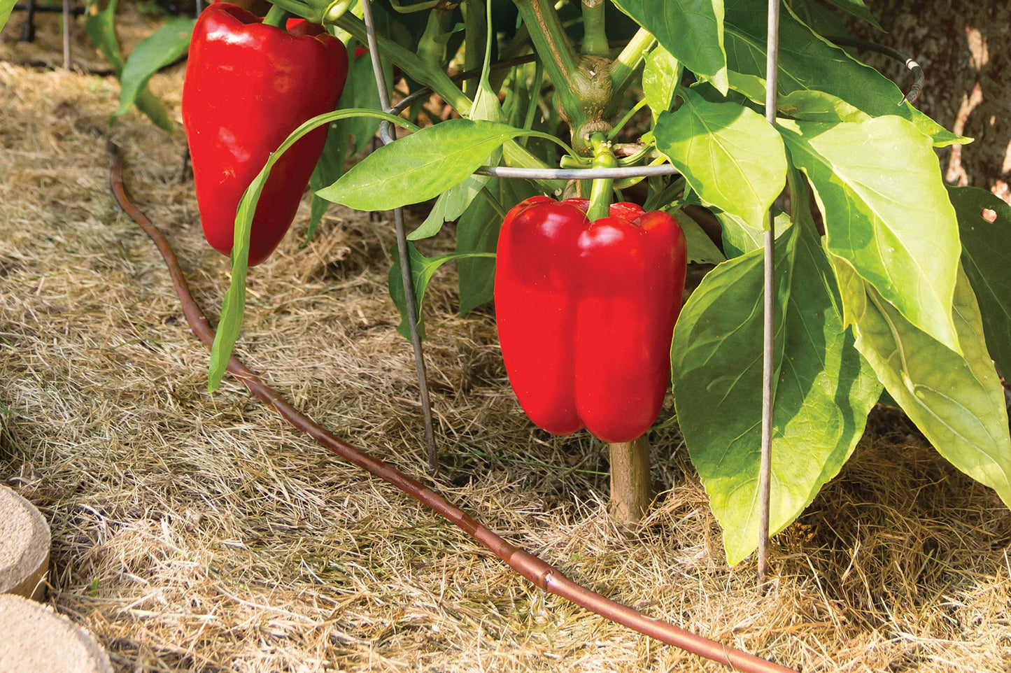 Rain Bird ET25-50S2 Drip Irrigation Pressure Compensating 1/4" Emitter Tubing, 12" Emitter Spacing, 50' Roll, Brown 🍁 All In One Marketplace Canada