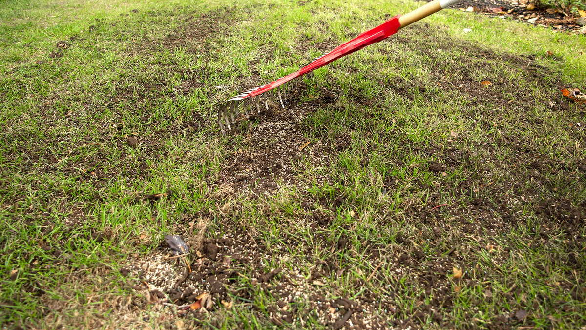 Scotts Turf Builder Quick + Thick Grass Seed (Dense Shade) 1.2kg (12675) 🍁 All In One Marketplace Canada