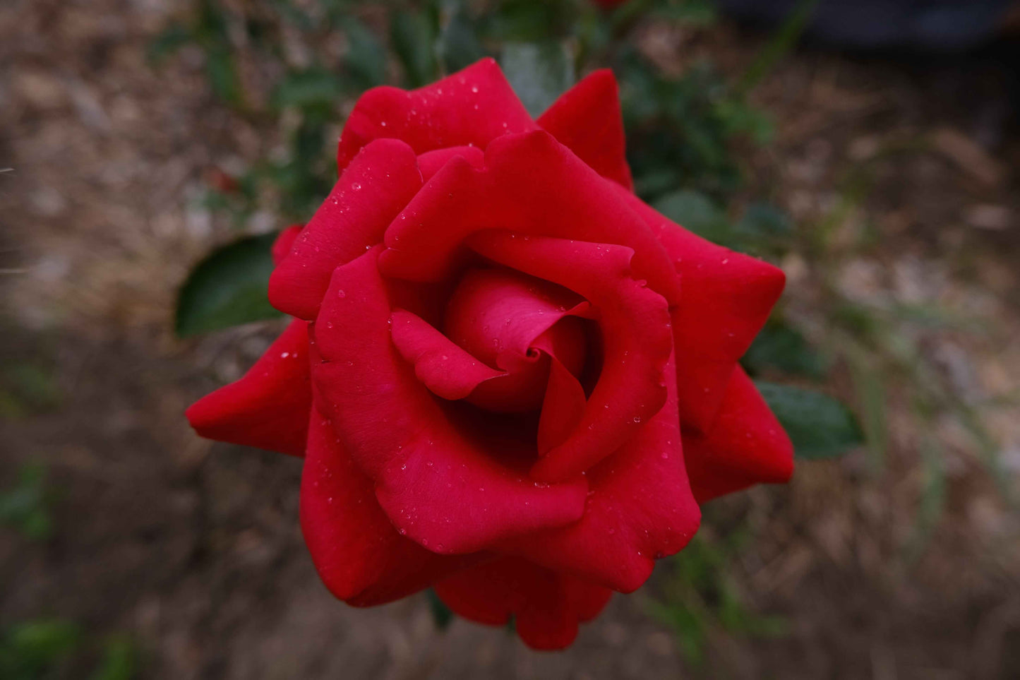 ROSE & REISHI SERUM