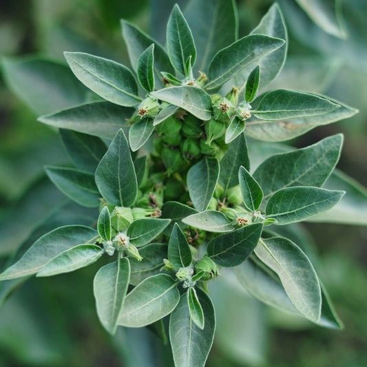 ASHWAGANDHA ROOT POWDER