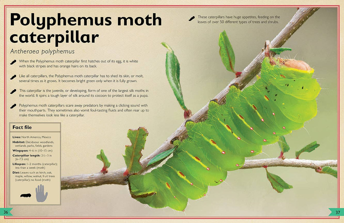 Insight Editions - The Magnificent Book of Butterflies & Moths - Ages 6+