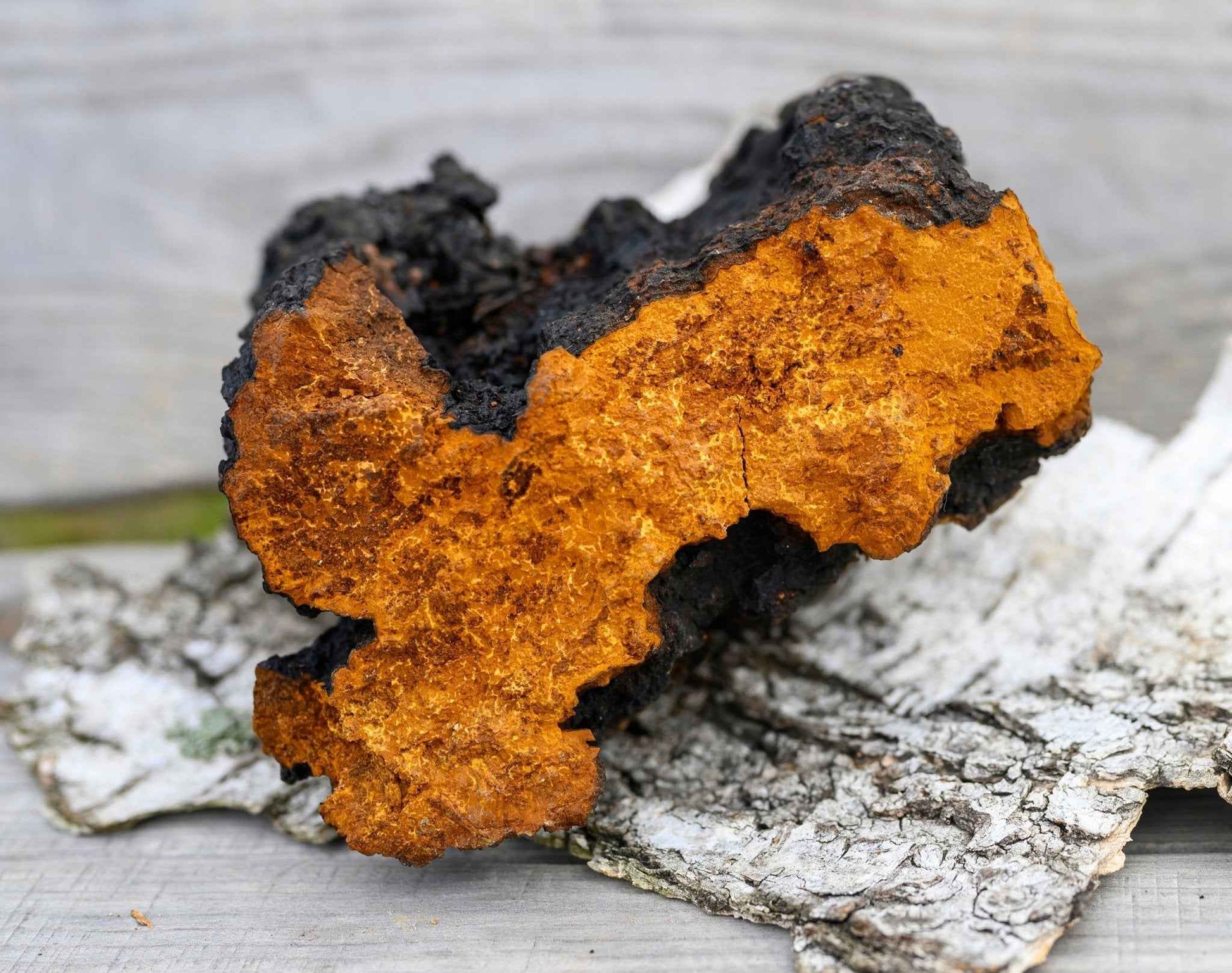 Wild Harvested Chaga Mushroom
