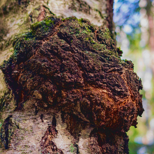 CHAGA MUSHROOM POWDER