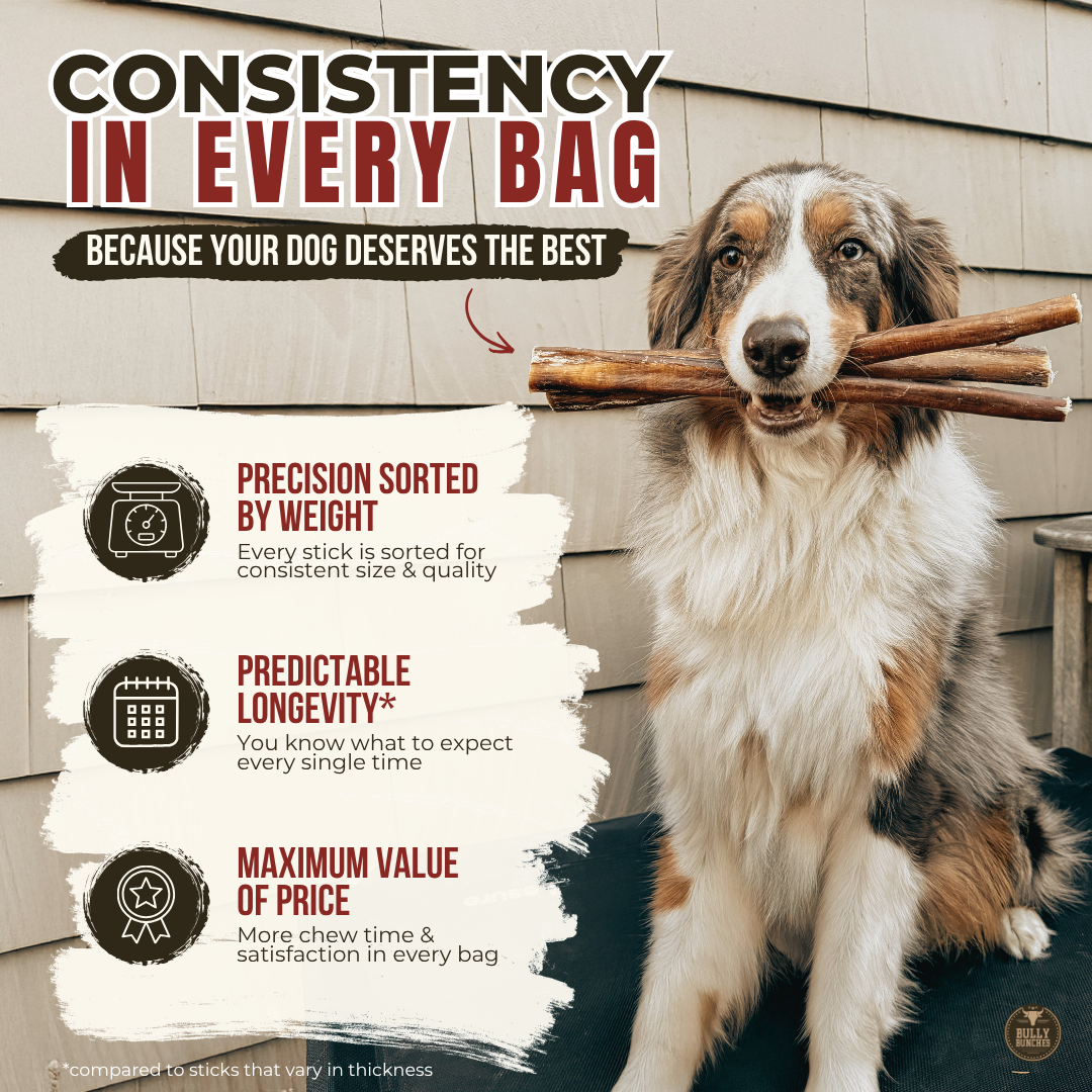 12 Inch Jumbo Braided Bully Stick