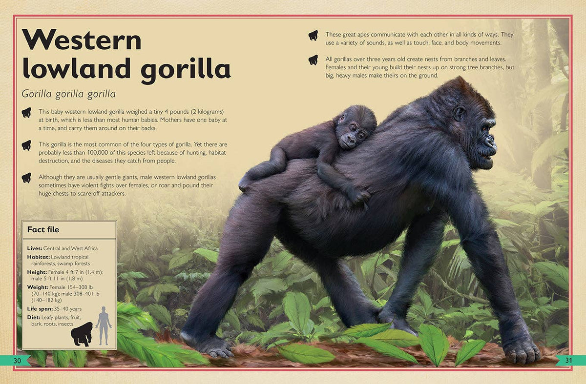 Insight Editions - The Magnificent Book of Monkeys and Apes - Ages 6+