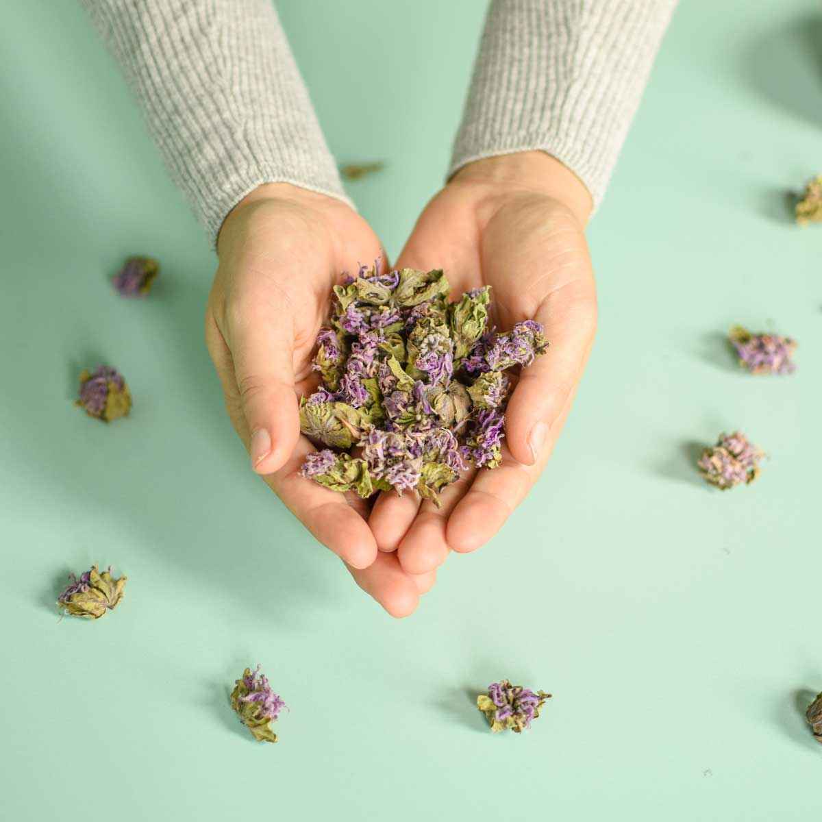 Monarde fistuleuse, fleur