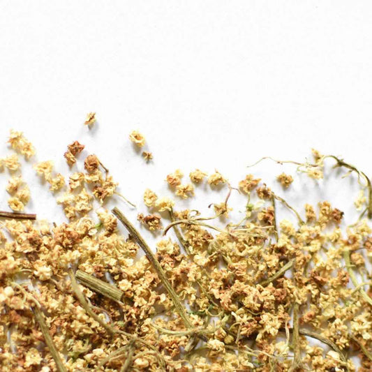 Sureau, fleur